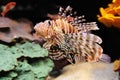 Lionfish Turkeyfish in the Red Sea. Royalty Free Stock Photo