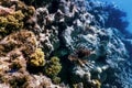 Lionfish venomous coral reef fish, invasive species Pterois volitans Tropical waters Royalty Free Stock Photo