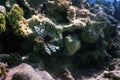 Lionfish venomous coral reef fish, invasive species (Pterois volitans) Tropical waters Royalty Free Stock Photo