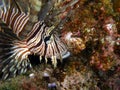 Lionfish Volitans Hunting