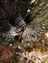 Lionfish Volitans Hunting Royalty Free Stock Photo