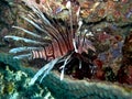 Lionfish Volitans in repose Royalty Free Stock Photo
