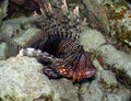 Lionfish Volitans in repose Royalty Free Stock Photo