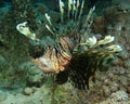 Lionfish yawning Royalty Free Stock Photo