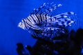 Lionfish  zebrafish unferwater close-up Royalty Free Stock Photo