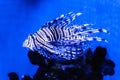 Lionfish / zebrafish unferwater close-up Royalty Free Stock Photo