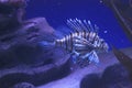 a lionfishe on the blue background, the naimal concept Royalty Free Stock Photo