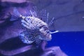 a lionfishe on the blue background, the naimal concept Royalty Free Stock Photo
