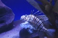a lionfishe on the blue background, the naimal concept Royalty Free Stock Photo