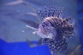 a lionfishe on the blue background, the naimal concept Royalty Free Stock Photo