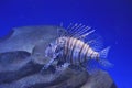 a lionfishe on the blue background, the naimal concept Royalty Free Stock Photo