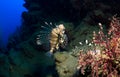 Lionfishes Royalty Free Stock Photo