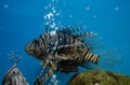 Lionfishes or Turkeyfishes at aquarium Royalty Free Stock Photo