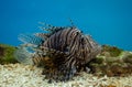 Lionfishes or Turkeyfishes at Bueng Chawak Chaloem Phrakiat,Thailand Royalty Free Stock Photo