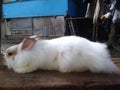 American LionHead Rabbit