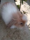 American LionHead Rabbit