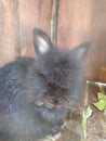 American LionHead Rabbit