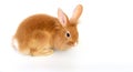 Lionhead bunny rabbit brown isolated on white background Royalty Free Stock Photo