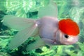Lionhead Goldfish Royalty Free Stock Photo