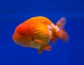 Goldfish in a blue background Royalty Free Stock Photo