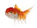 Lionhead goldfish, Carassius auratus Royalty Free Stock Photo