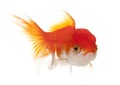 Lionhead goldfish, Carassius auratus Royalty Free Stock Photo