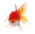 Lionhead goldfish, Carassius auratus