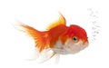 Lionhead goldfish, Carassius auratus