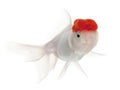 Lionhead goldfish, Carassius auratus