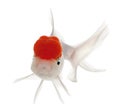 Lionhead goldfish, Carassius auratus Royalty Free Stock Photo