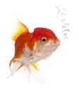 Lionhead goldfish, Carassius auratus