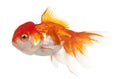 Lionhead goldfish, Carassius auratus Royalty Free Stock Photo