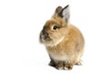 Lionhead Rabbit Royalty Free Stock Photo