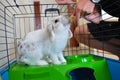 Lionhead rabbit eating in cage