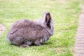Lionhead rabbit Royalty Free Stock Photo
