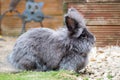 Lionhead rabbit Royalty Free Stock Photo