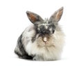 Lionhead rabbit and looking at camera Royalty Free Stock Photo