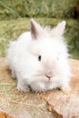 Lionhead rabbit Royalty Free Stock Photo