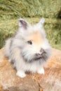 Lionhead rabbit Royalty Free Stock Photo
