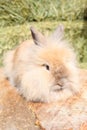Lionhead rabbit Royalty Free Stock Photo