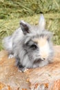 Lionhead rabbit Royalty Free Stock Photo