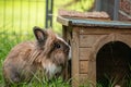 Lionhead rabbit in the yard smelling its small wooden house Royalty Free Stock Photo