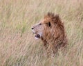 Lionin kenya near 4x4 safari vehicle Royalty Free Stock Photo