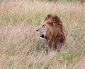 Lionin kenya stalking through the grass Royalty Free Stock Photo