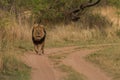 Lionking on road in Africa