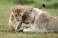 A lionnes and her cub are seen in the Okavango Delta Royalty Free Stock Photo