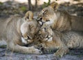 Lionness and cub (Panthera leo) in the Ongava Delta , Botswana