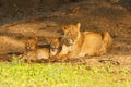 Lionness and cubs