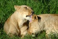 Lions Royalty Free Stock Photo