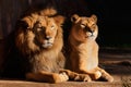 Male and female lions resting